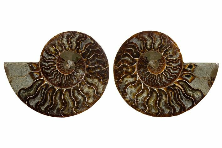 Cut & Polished, Agatized Ammonite Fossil - Madagascar #344497